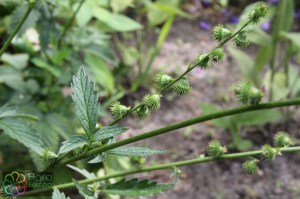 agrimonia eupatoria (800 x 1200).jpg_product_product